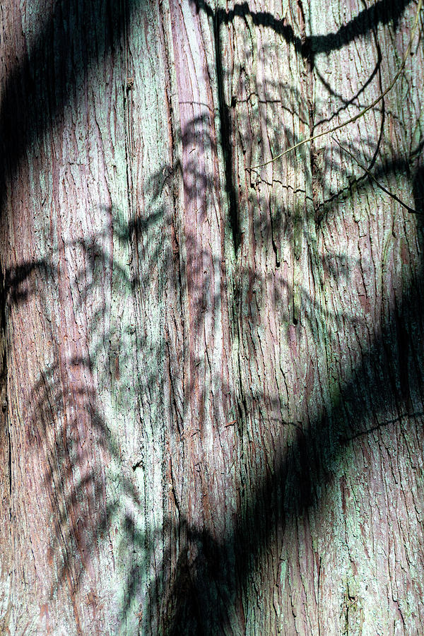 Fern and Cedar Photograph by Louise Kornreich