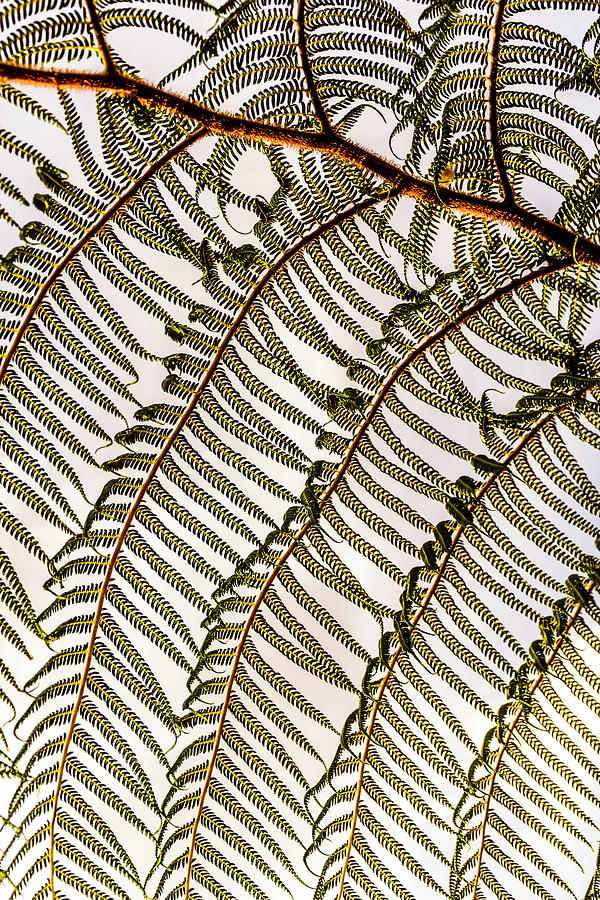 Abstract Photograph - Fronds by Lucy Brown