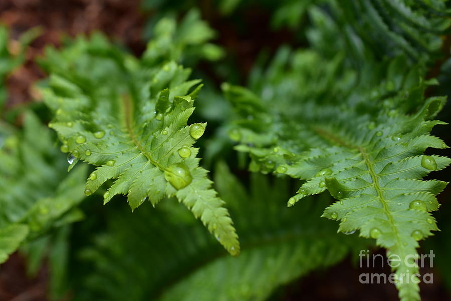 Fronds of Rain Photograph by Jimmy Chuck Smith