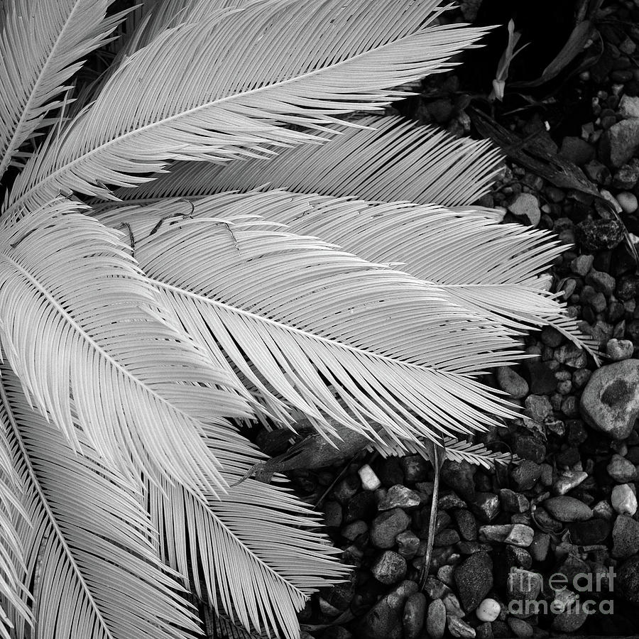 Fronds Photograph by Russell Brown