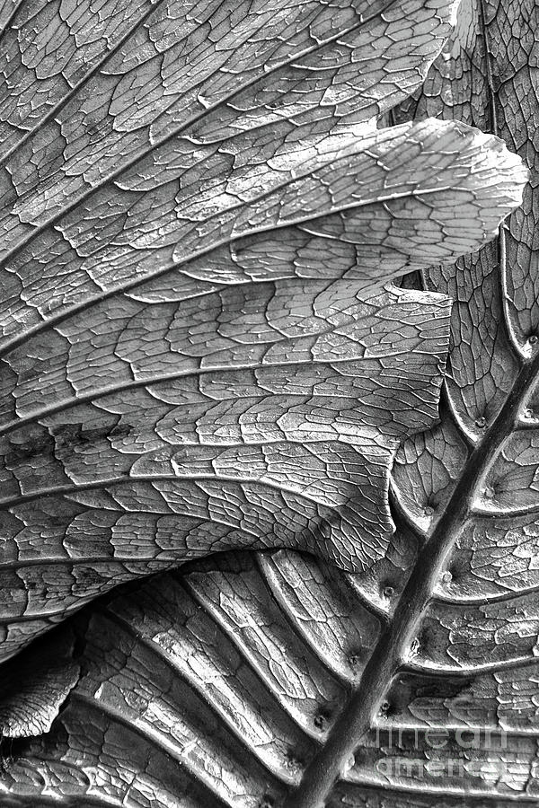 Front And Back Leaf Detail Black And White Leaves Photograph by Sharon McConnell