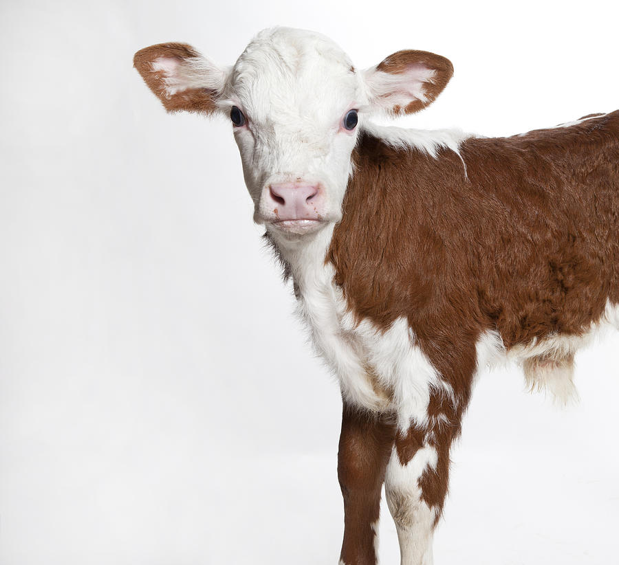 Front half of a Hereford calf looking at the camera Photograph by JMichl
