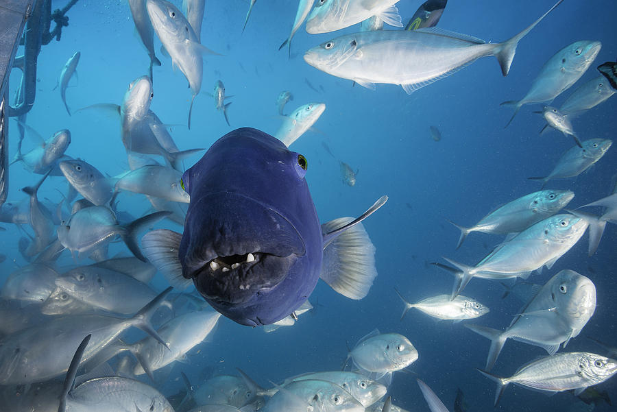 Front on view of an Australian blue groper among a large school of jacks, Neptune Islands, South Australia. Photograph by By Wildestanimal