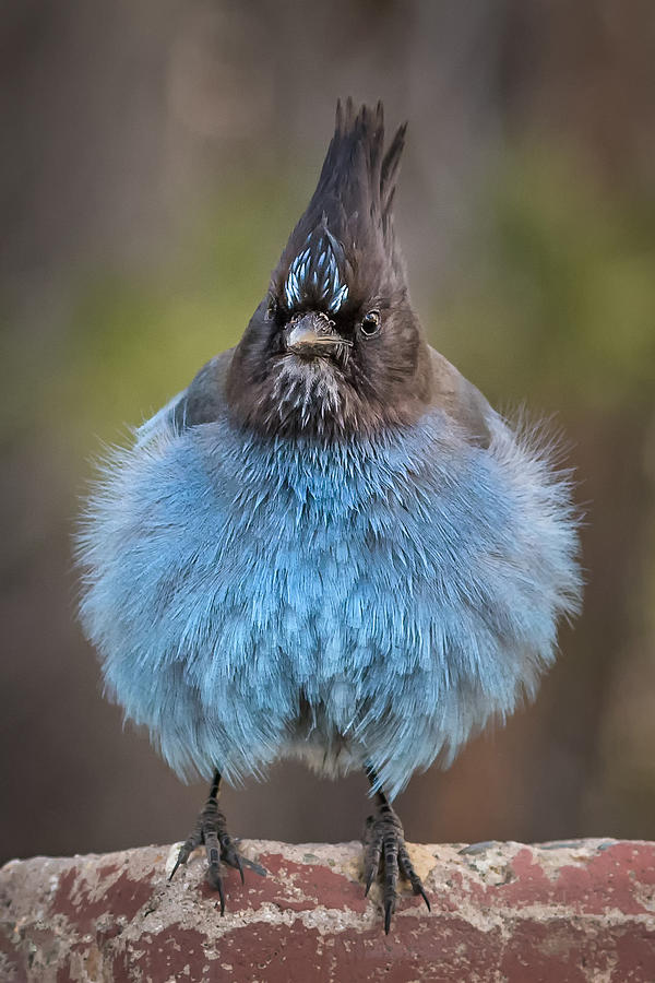 Front view of a blue Jay fluffing his feathers Photograph by Alice Cahill