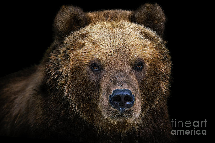 Front view of brown bear isolated on black background. Portrait of ...