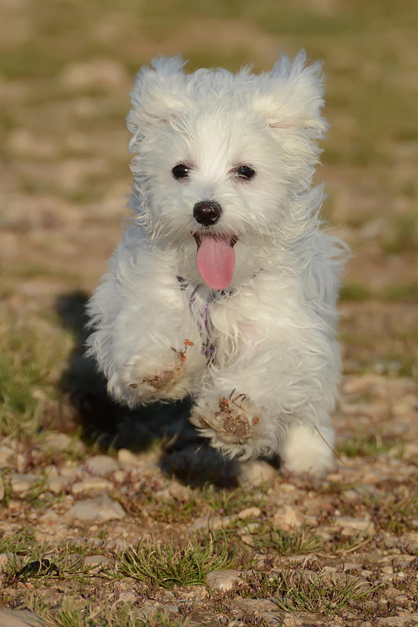 Front view of Maltese puppy dog running Photograph by Kiko