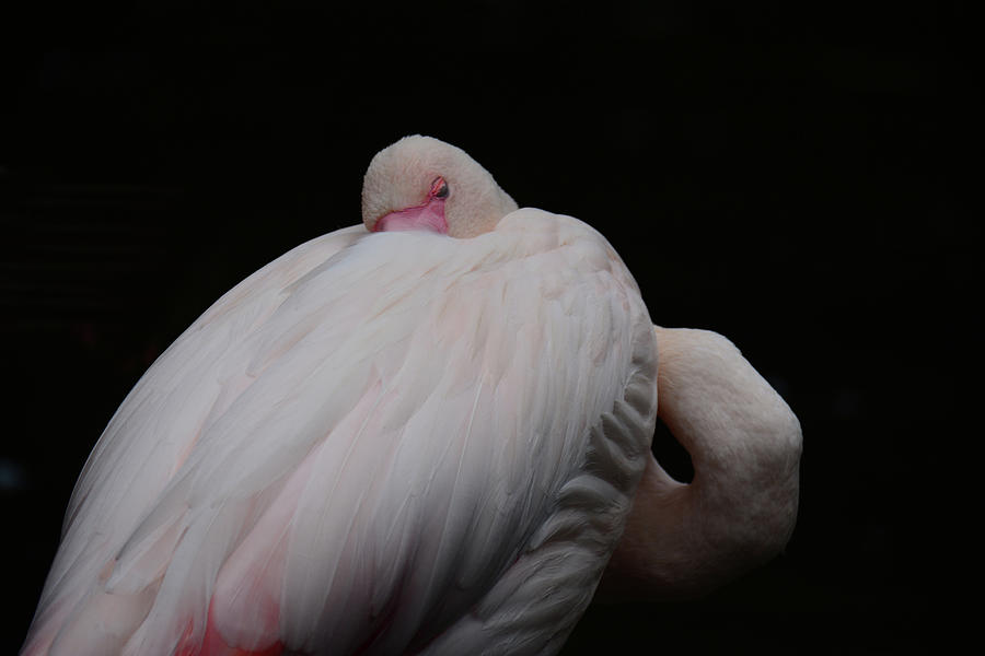 Front view of resting Flamingo Photograph by Brigitta Diaz - Pixels