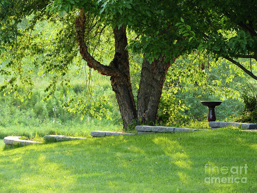 Front Yard Retreat Photograph by Connie Sloan - Fine Art America