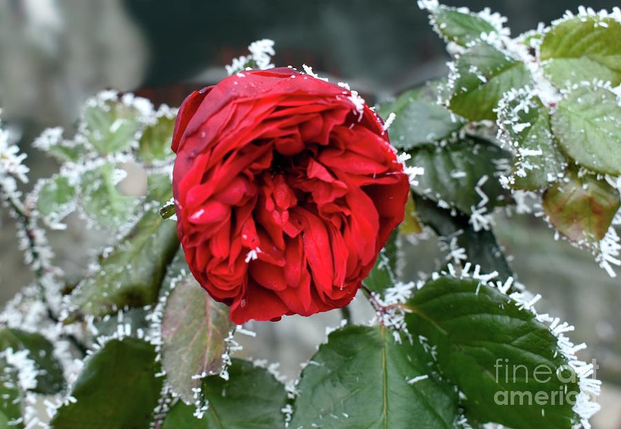 Frosen Beauty Of Red Rose Photograph by Leonida Arte