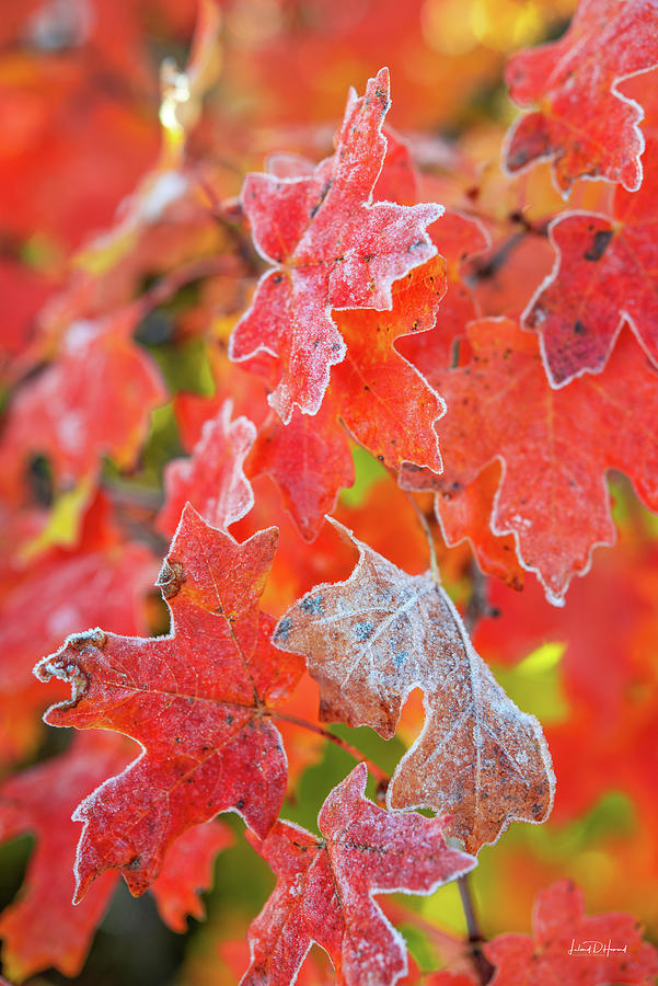 Frost and Red Photograph by Leland D Howard
