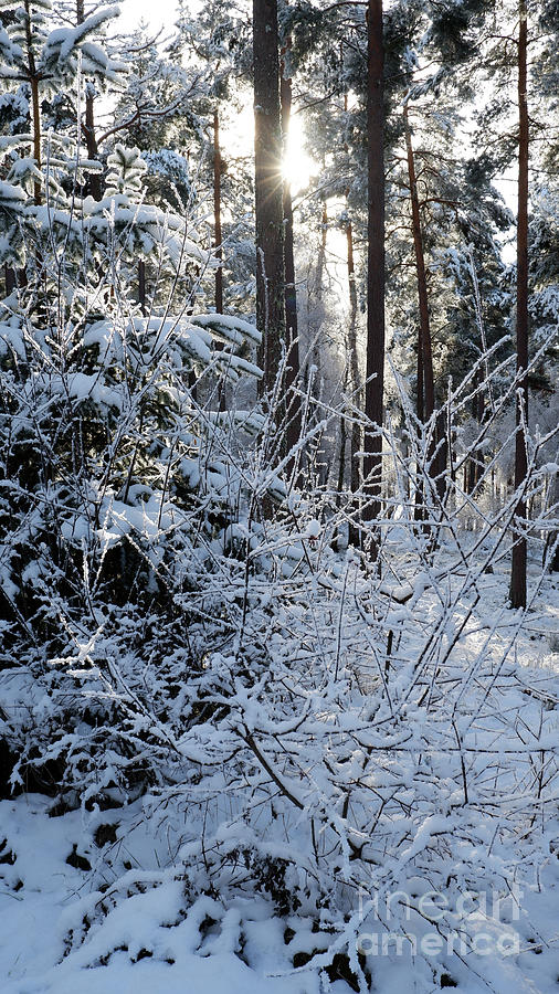 Frost and snow in the Forest Photograph by Phil Banks