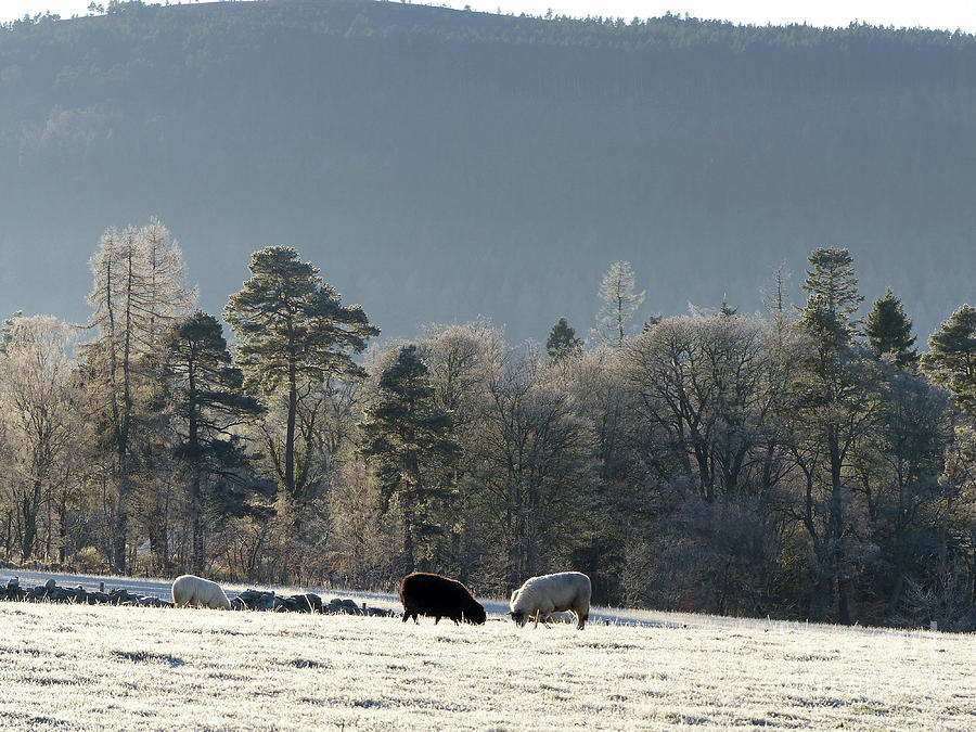 A winter day at Ballindalloch Photograph by Phil Banks
