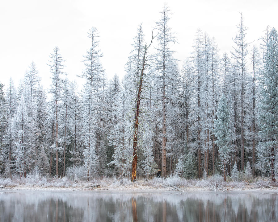 Frost at Seeley Lake Photograph by Matt Hammerstein