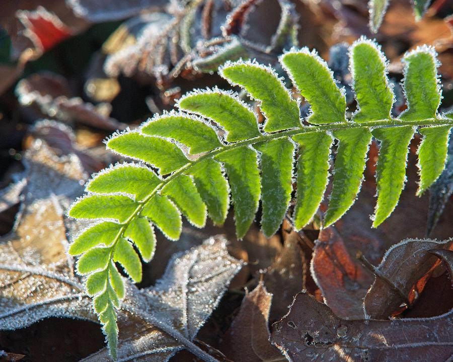 Frost Banded Fern Frond Photograph
