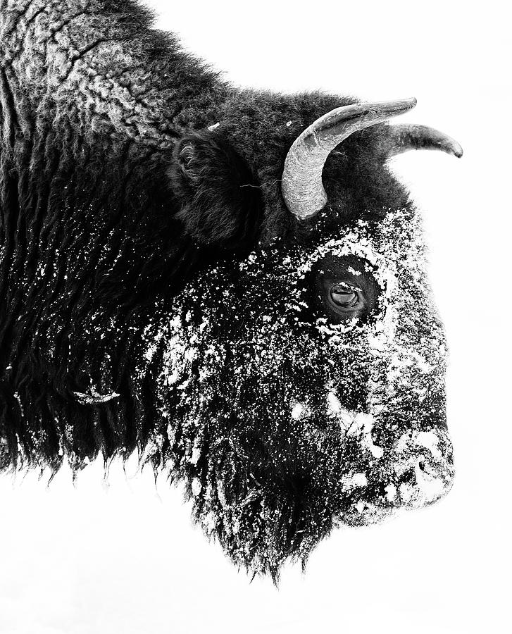 Frost Bison Cow Photograph by Max Waugh
