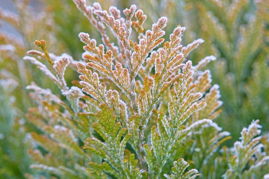 Frost Covered Arborvitae 1 Photograph