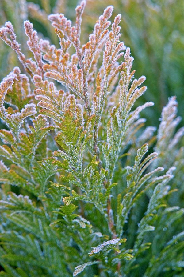 Frost Covered Arborvitae 2 Photograph