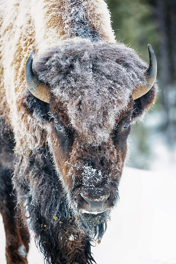 Frost-covered Bison Portrait Photograph