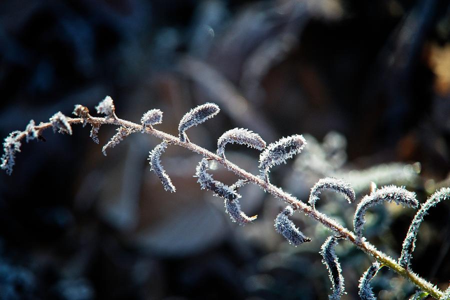 Frost Covered Fern Frond Photograph