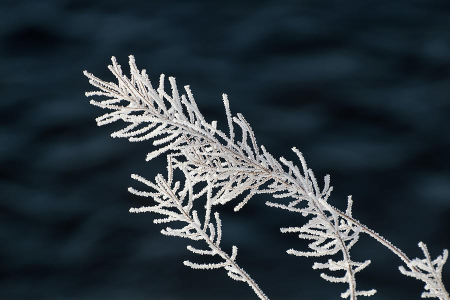 Frost Covered Grasses Photograph by Linda Villers
