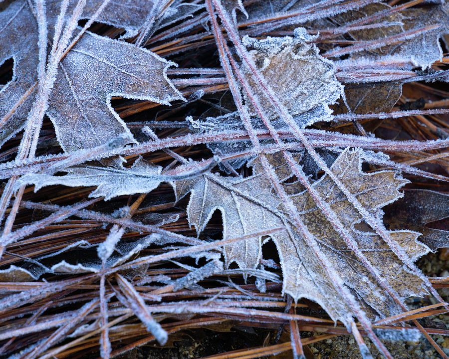 Frost Covered Leaves And Pine Needles Photograph by Brett Harvey