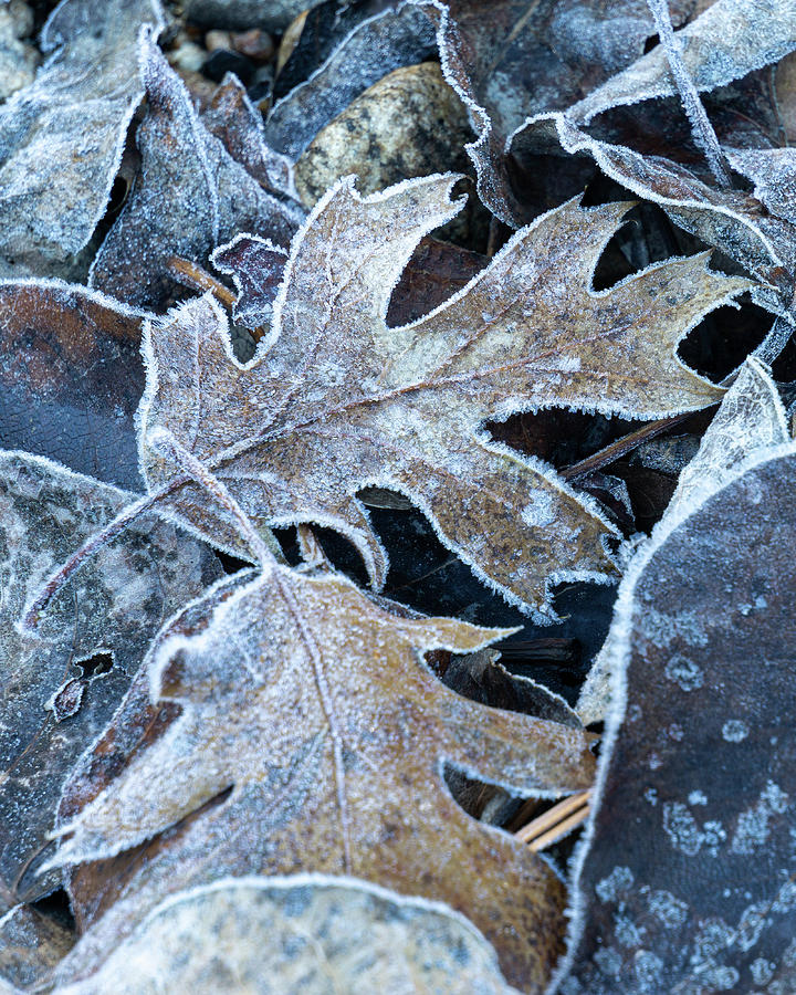 Frost Covered Leaves  Photograph by Brett Harvey