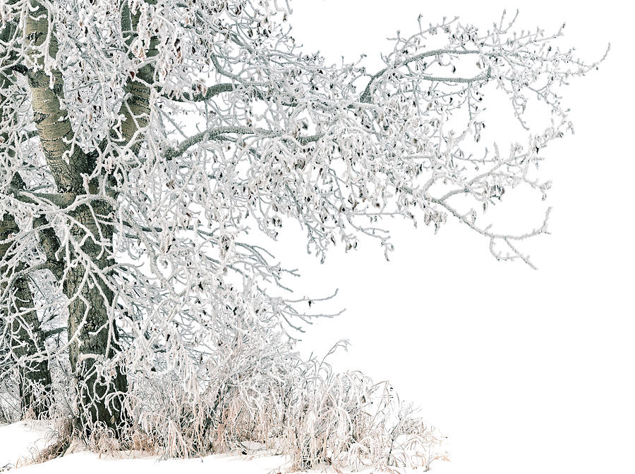 Frost Covered Poplars Photograph by Dan Jurak