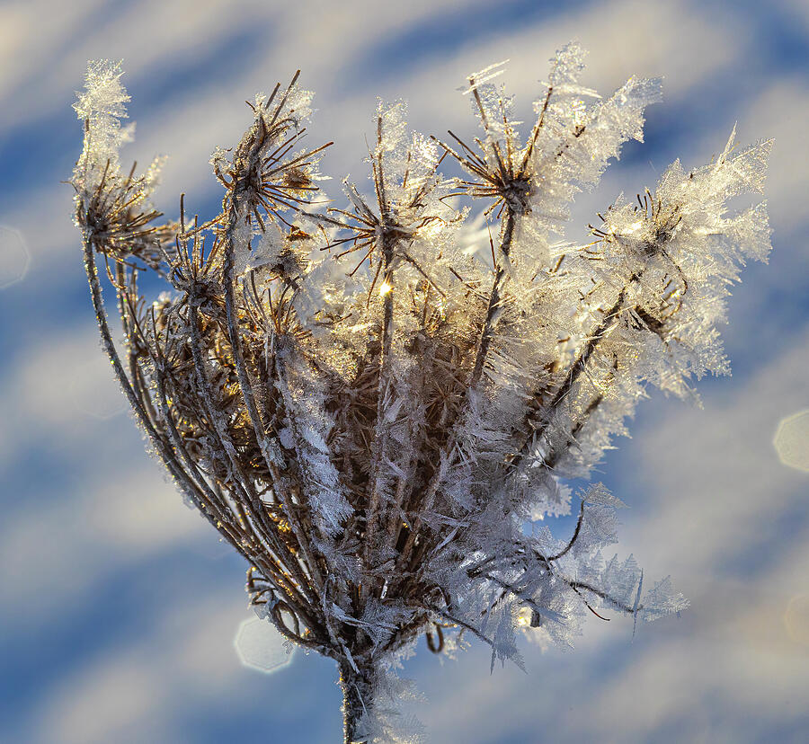 Winter Photograph - Frost crystals on Queen Annes Lace by James Brey
