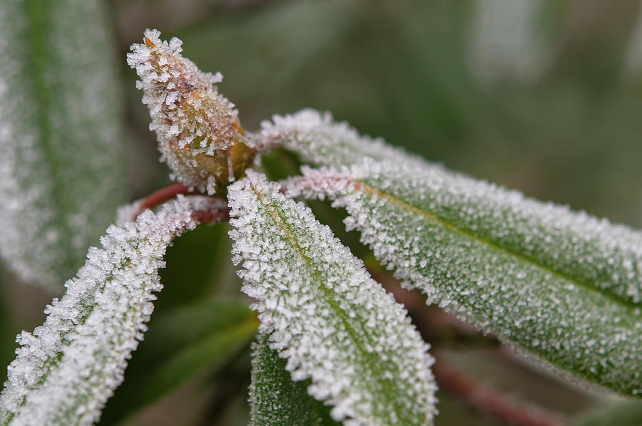 Frost Crystals on Rhododendron Photograph by Jenny Rainbow