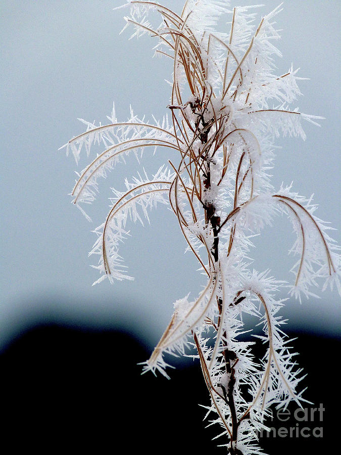 Frost Crystals on Fireweed Photograph by Phil Banks