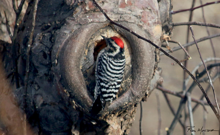 Frost Farm Woodpecker Photograph by Ron Monsour