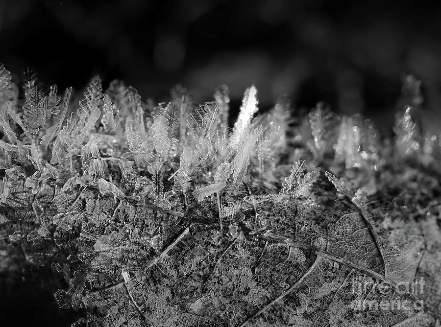 Black And White Photograph - Frost Forest  by Karen Adams