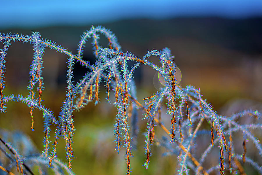 Jewels of the Smoky Mountains Photograph by Douglas Wielfaert