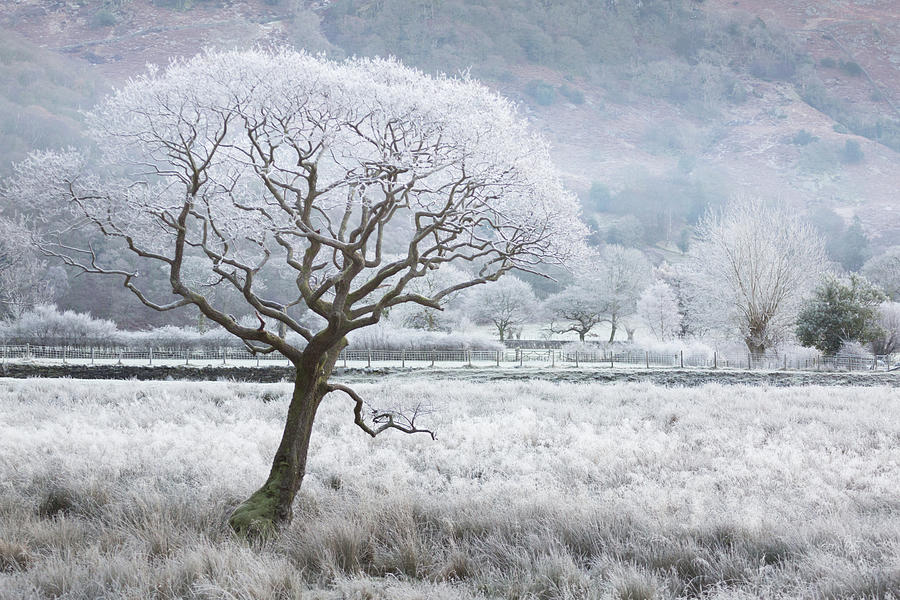 Frost laced tree, winters morning, Borrowdale, Lake District Photograph by Anita Nicholson Frost laced tree, winters morning, Borrowdale, Lake District Photograph by Anita Nicholson