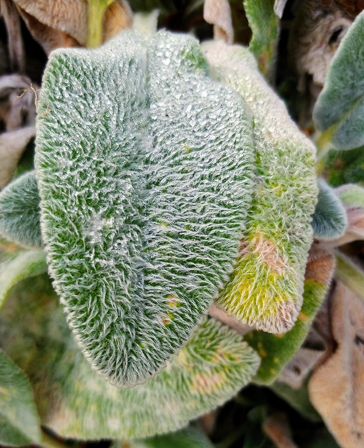 Plant Photograph - Frost Look A Like by Darrell MacIver Plant Photograph - Frost Look A Like by Darrell MacIver