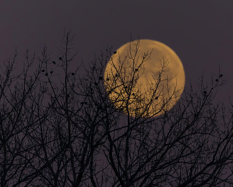 Frost Moon Photograph by Ray Silva