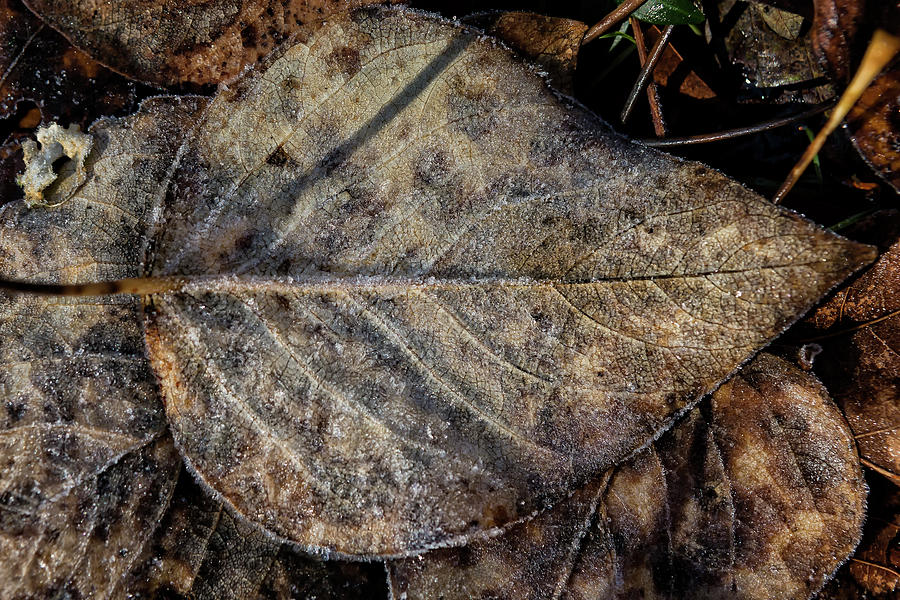 Frost on a Fallen Leaf Photograph by Belinda Greb