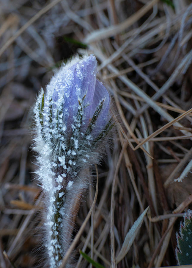 Frost Photograph - Frost On A Spring Flower by Karen Rispin Frost Photograph - Frost On A Spring Flower by Karen Rispin