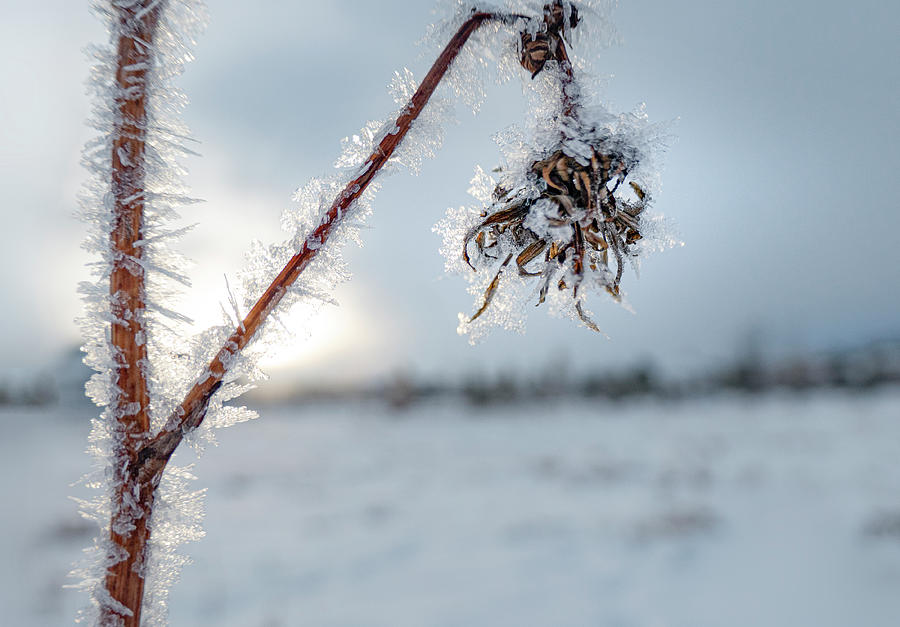 Frost On A Winter Annual Photograph by Karen Rispin