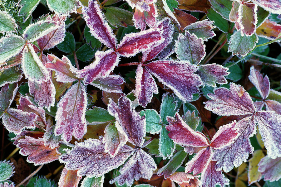 Frost On Autumn Color Foliage Photograph by Panoramic Images