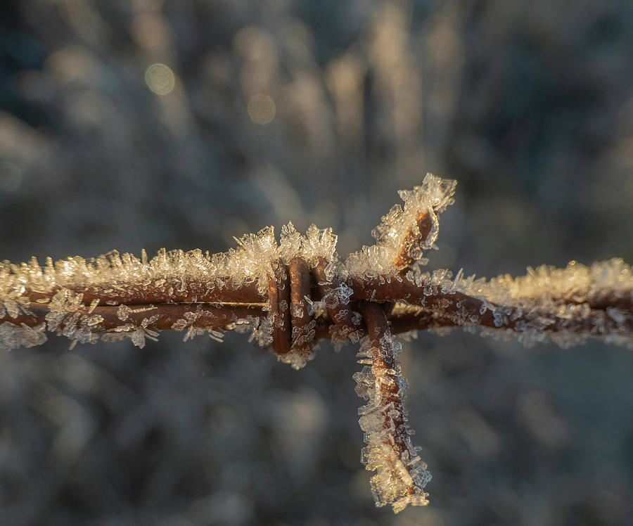 Frost Photograph - Frost On Barbed Wire by Karen Rispin Frost Photograph - Frost On Barbed Wire by Karen Rispin