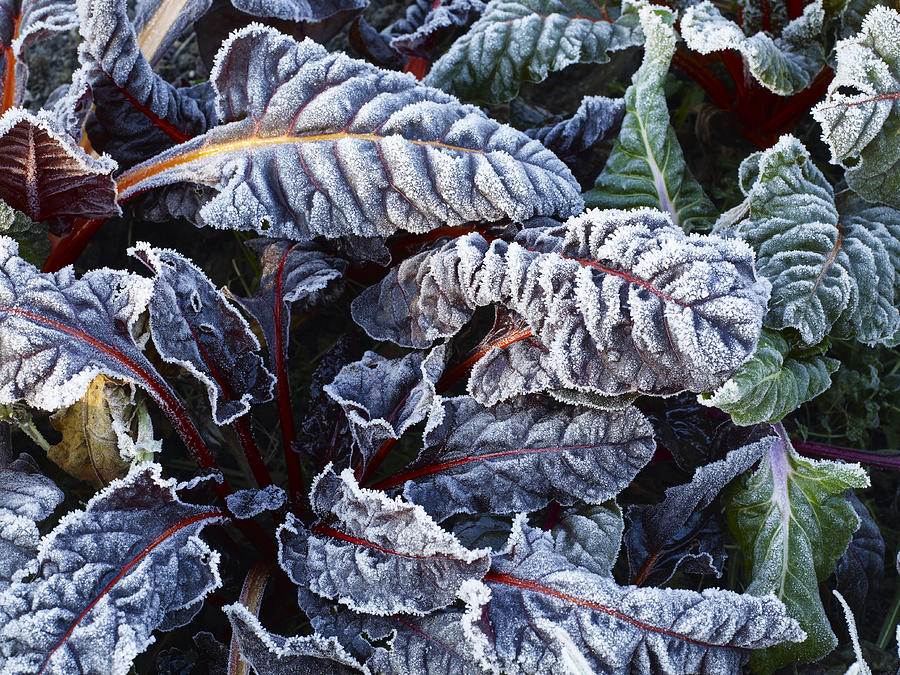 Frost on chard leaves in winter Photograph by William Turner