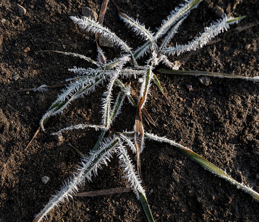 Frost On Crabgrass Photograph by Karen Rispin