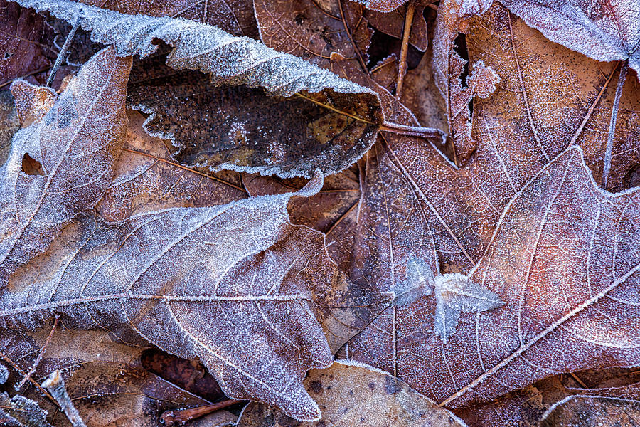 Frost on Fallen Leaves Photograph by Belinda Greb