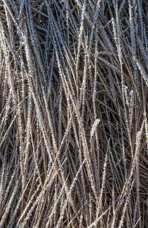 Winter Photograph - Frost On Grass  by Phil And Karen Rispin