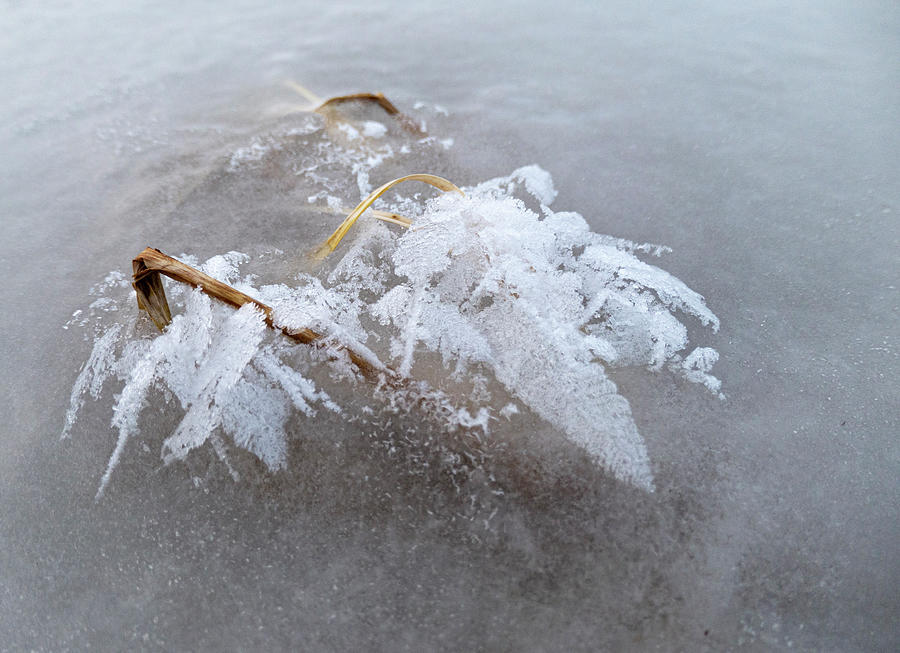 Winter Photograph - Frost On Ice And Reeds by Phil And Karen Rispin
