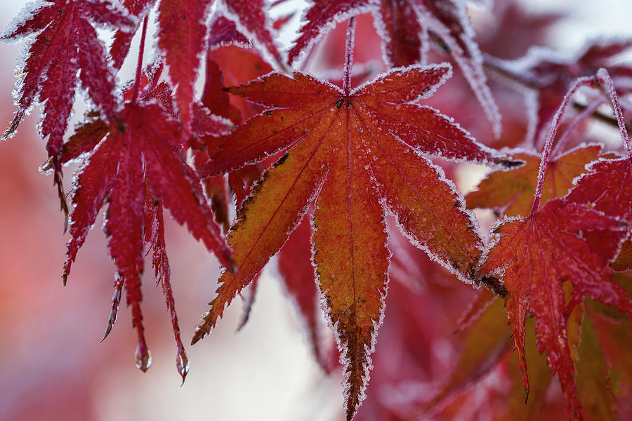 Frost on Japanese Maple Leaves Photograph by Robert Potts