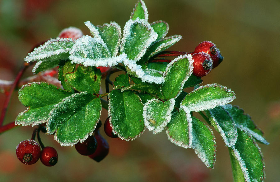 Frost On Multiflora Rose Plant With Berries Photograph by Panoramic Images
