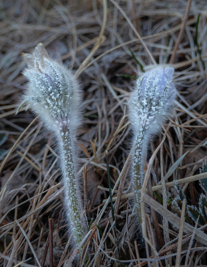 Spring Photograph - Frost on spring pasqueflower by Phil And Karen Rispin