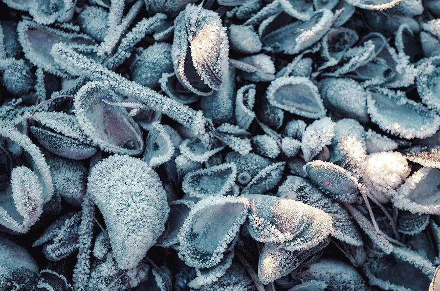 Frost on the Beach Photograph by Randi Grace Nilsberg